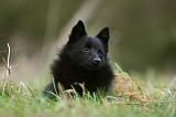 SCHIPPERKE 839